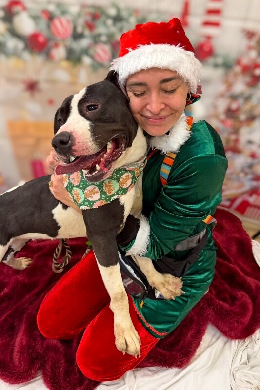 View Sifi the Dog Photo #7