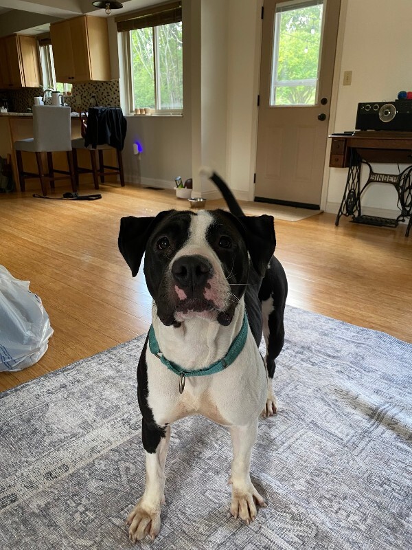 View Sifi the Dog Photo #4