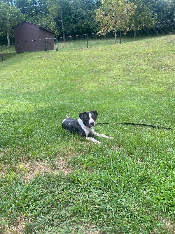 View Sifi the Dog Photo #14