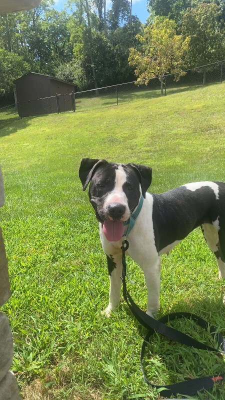 View Sifi the Dog Photo #13