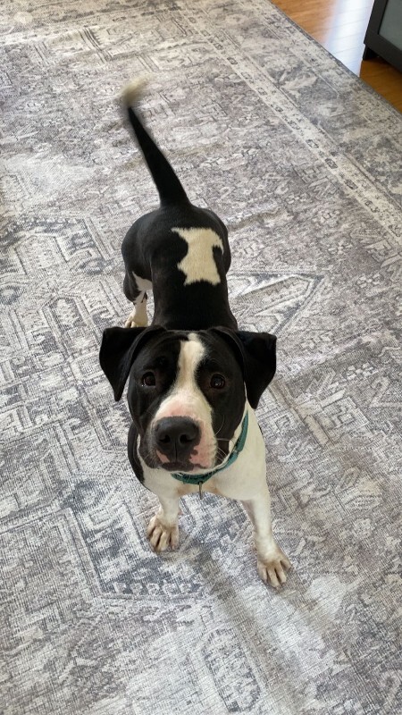 View Sifi the Dog Photo #11