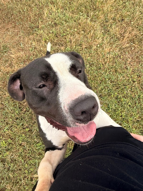 View Sifi the Dog Photo #5