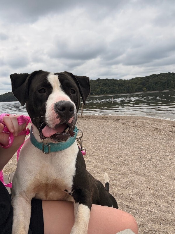 View Sifi the Dog Photo #10