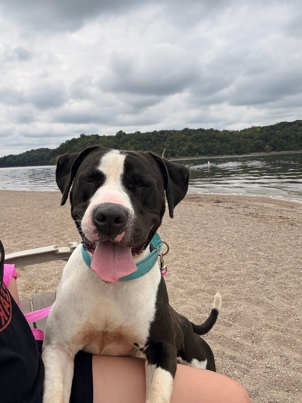 View Sifi the Dog Photo #9