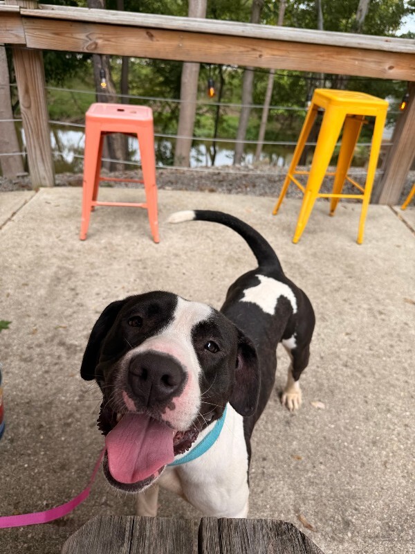 View Sifi the Dog Photo #12