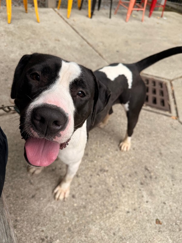 View Sifi the Dog Photo #8