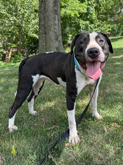 View Sifi the Dog Photo #2