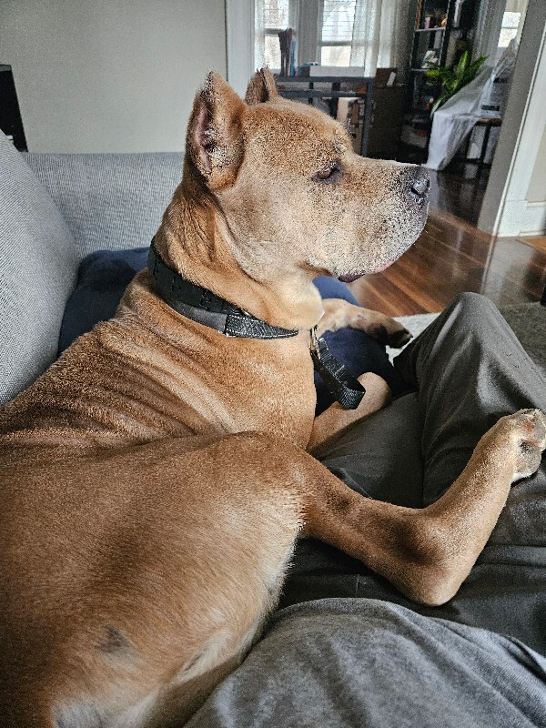 View Tute the Dog Photo #5