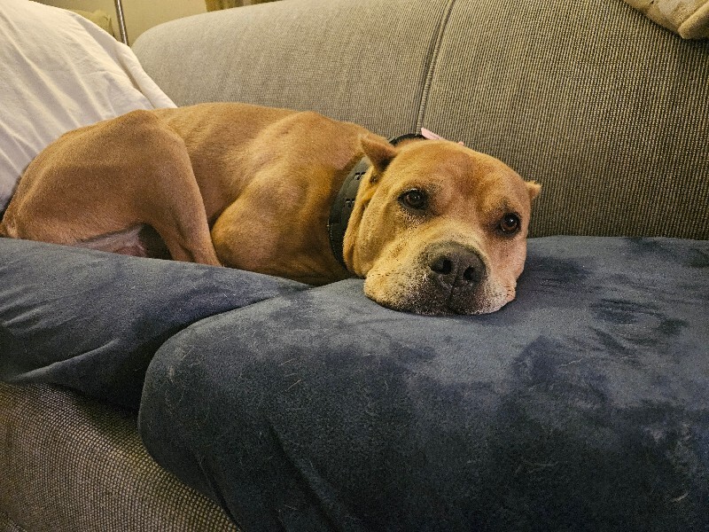 View Tute the Dog Photo #3