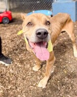 View Tute the Dog Photo #10