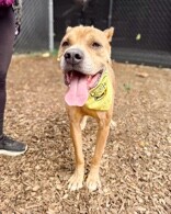 View Tute the Dog Photo #7