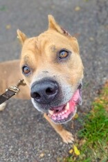 View Tute the Dog Photo #11