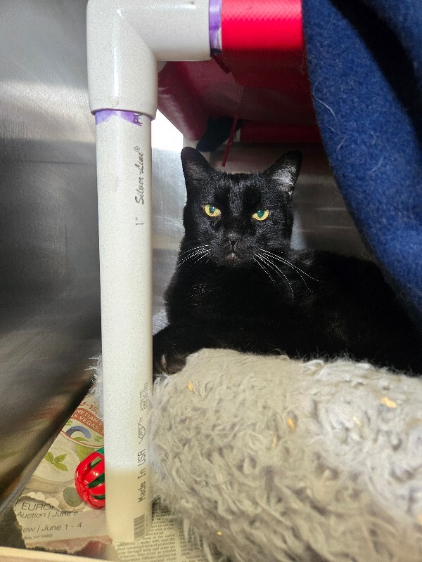 View Tinker the Cat Photo #4
