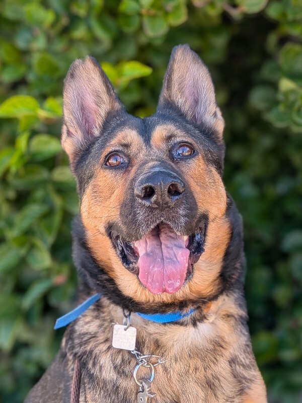 Learn More About Lewis Lewis - Dog