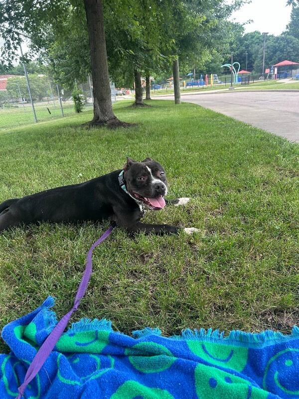View Liberty the Dog Photo #11