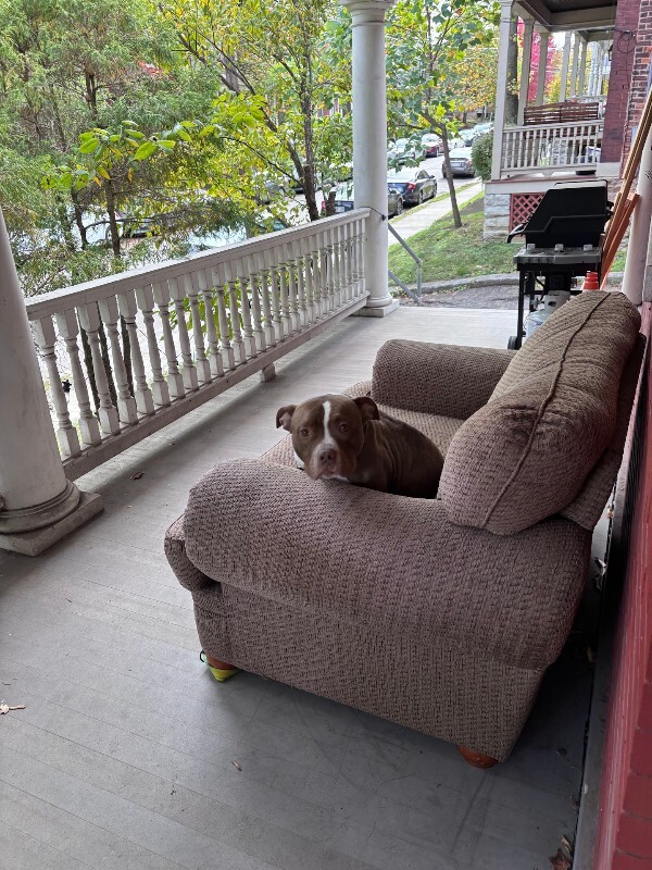 View Loofy the Dog Photo #7