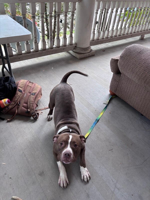 View Loofy the Dog Photo #6