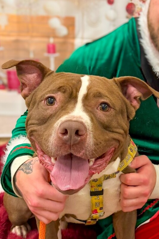 View Loofy the Dog Photo #3