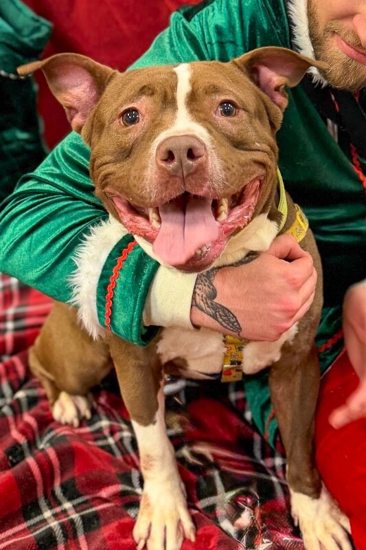 View Loofy the Dog Photo #2