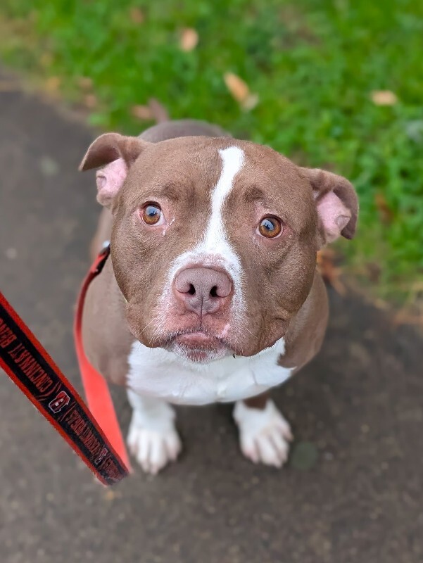 View Loofy the Dog Photo #4