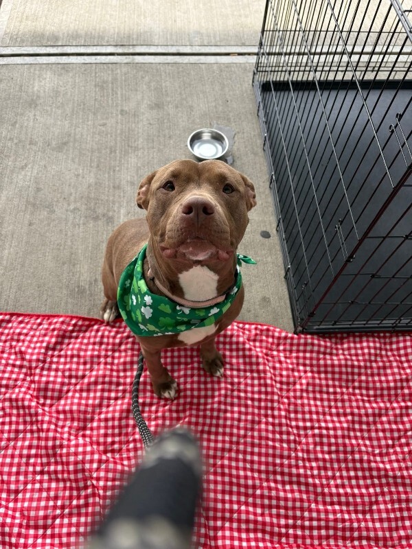 View Andromeda the Dog Photo #2