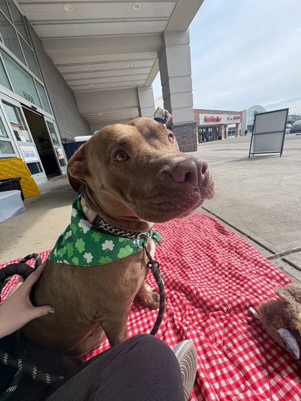 View Andromeda the Dog Photo #4