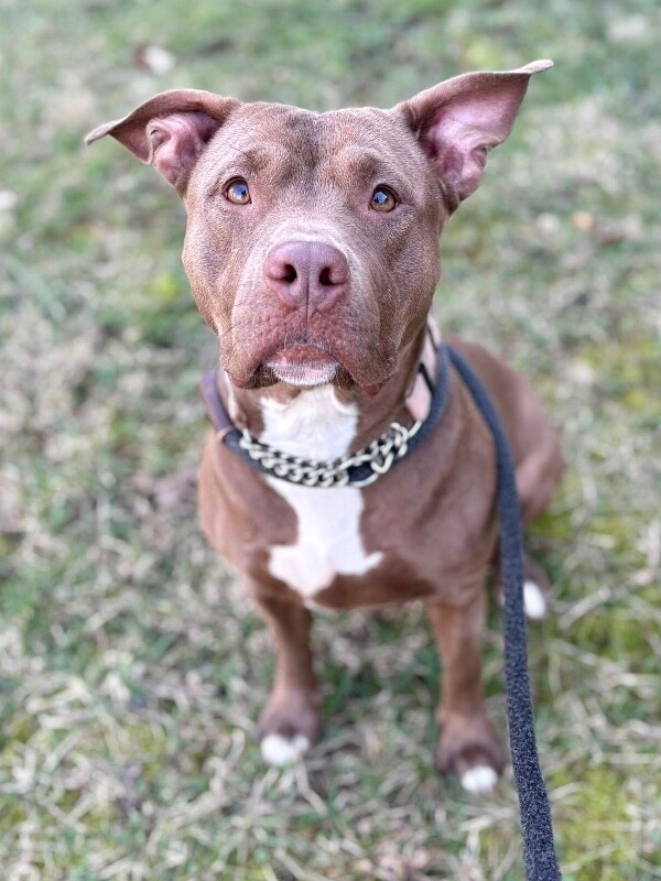 View Andromeda the Dog Photo #5