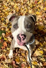 Help Rehome This Dog Mark Kerr