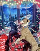 View Mark Kerr the Dog Photo #3
