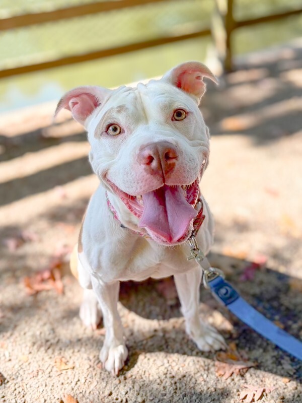 View Nilla Wafer the Dog Photo #2