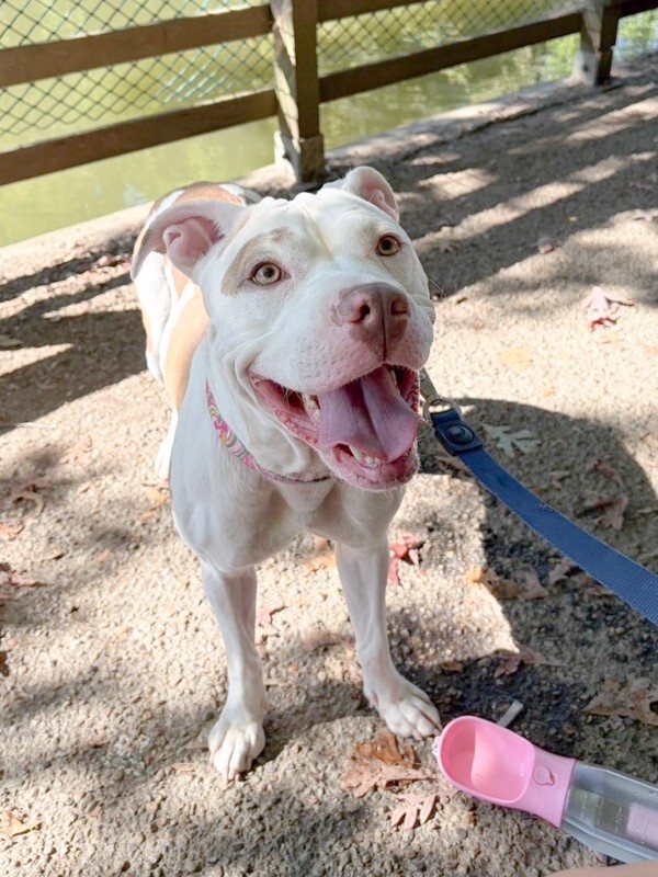 View Nilla Wafer the Dog Photo #9