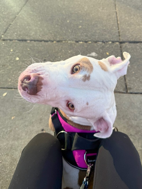 View Nilla Wafer the Dog Photo #3