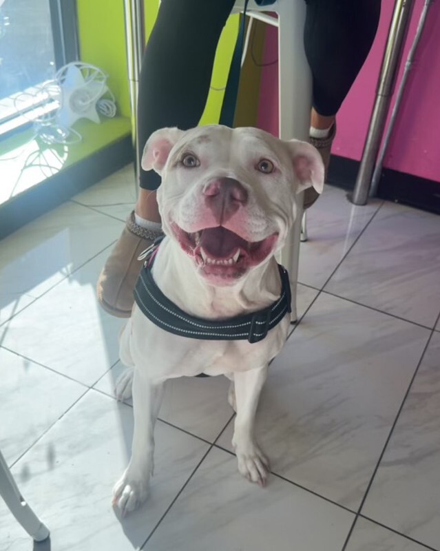 View Nilla Wafer the Dog Photo #8