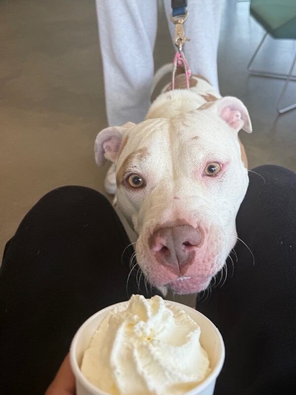 View Nilla Wafer the Dog Photo #6