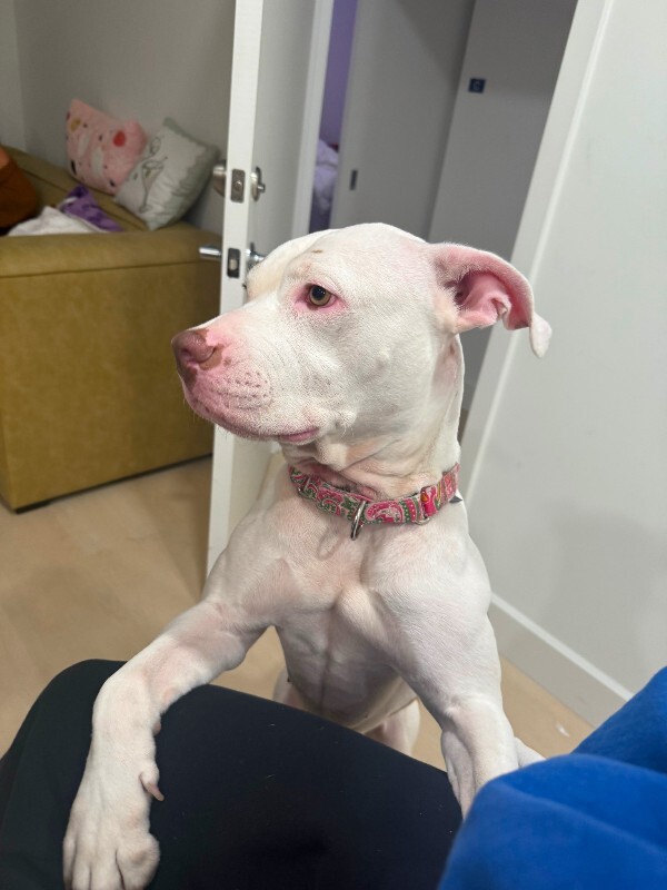 View Nilla Wafer the Dog Photo #7