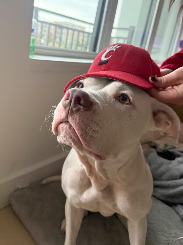 View Nilla Wafer the Dog Photo #4