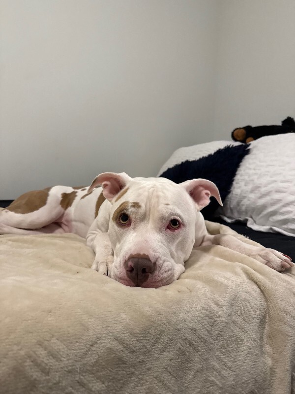 View Nilla Wafer the Dog Photo #5