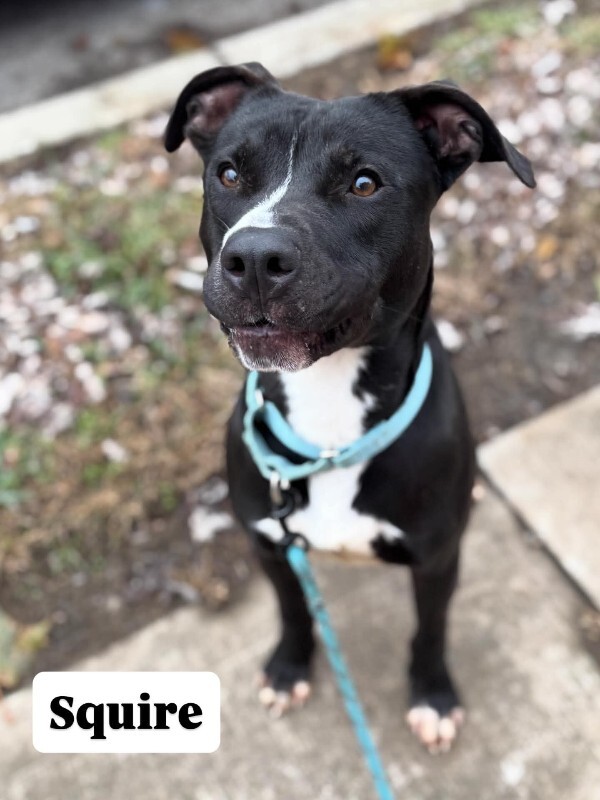 View Squire the Dog Photo #7