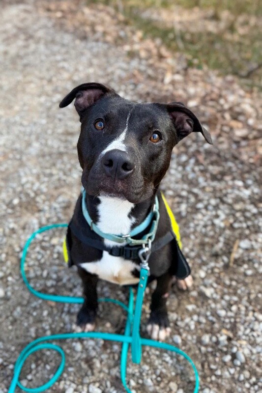 View Squire the Dog Photo #9