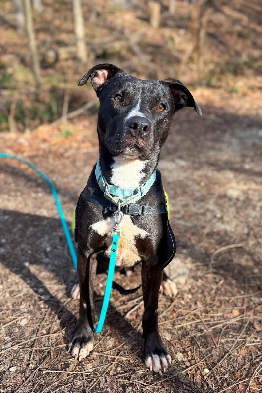 View Squire the Dog Photo #5