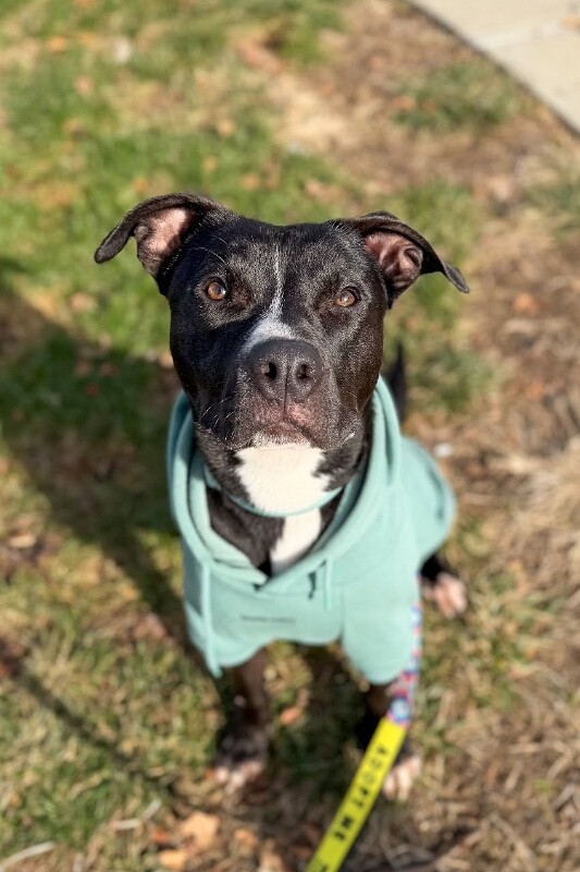 View Squire the Dog Photo #6