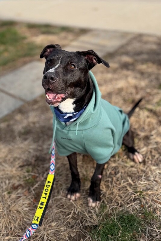 View Squire the Dog Photo #2