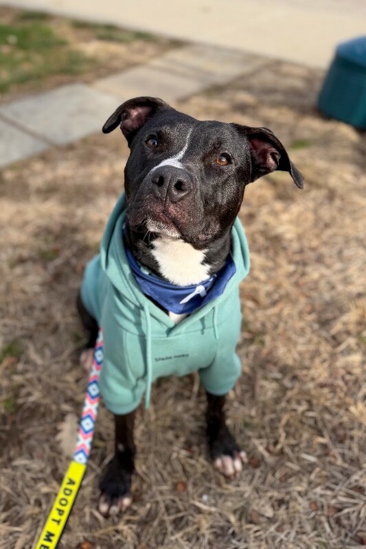 View Squire the Dog Photo #3