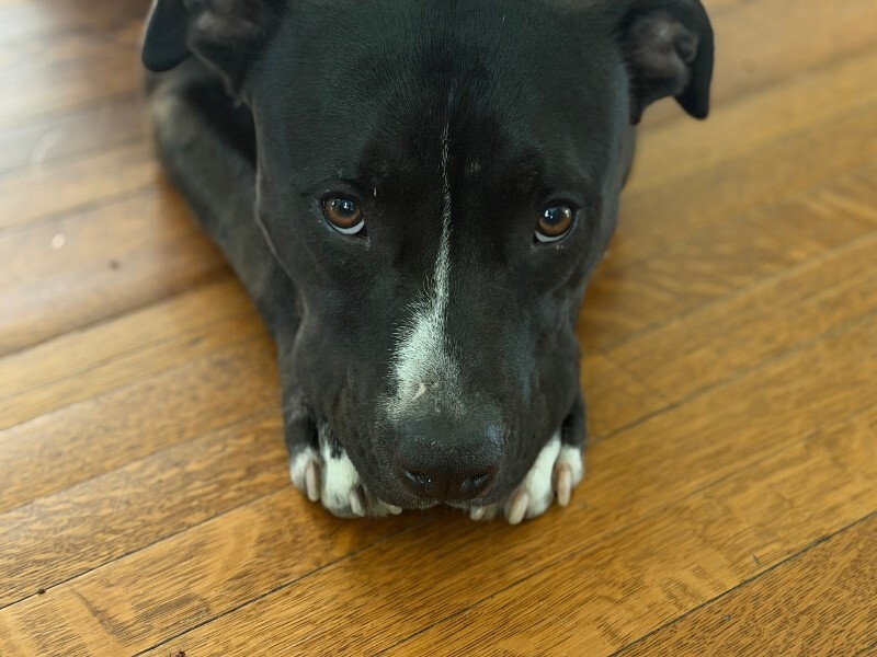 View Squire the Dog Photo #11