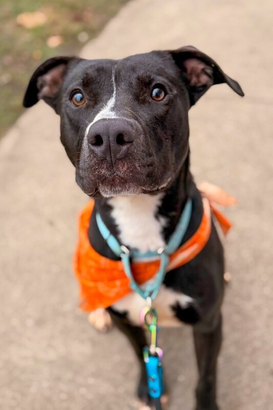 View Squire the Dog Photo #10