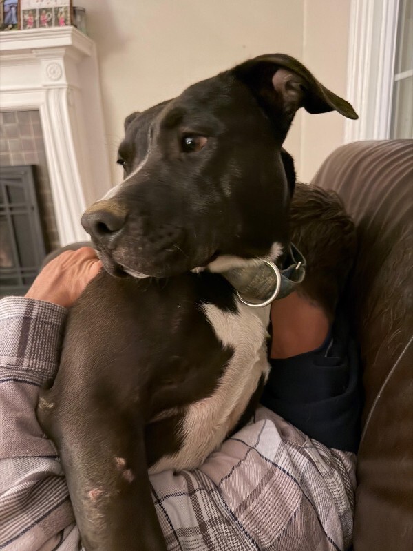 View Squire the Dog Photo #18