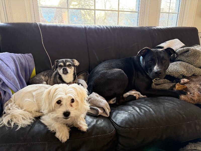 View Squire the Dog Photo #15