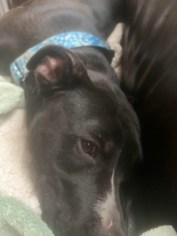 View Squire the Dog Photo #13