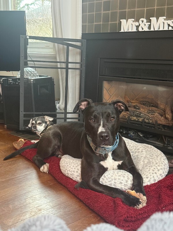 View Squire the Dog Photo #16