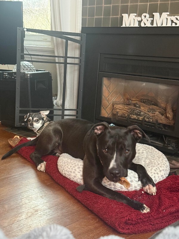 View Squire the Dog Photo #14